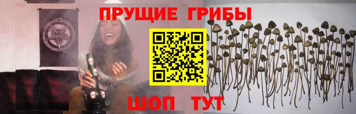Галлюциногенные грибы Psilocybine cubensis Сухой Лог
